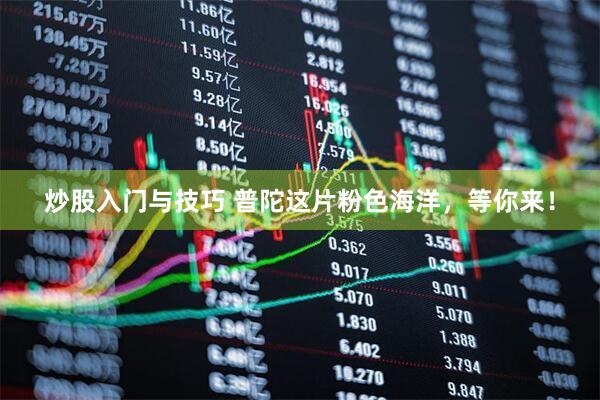 炒股入门与技巧 普陀这片粉色海洋，等你来！