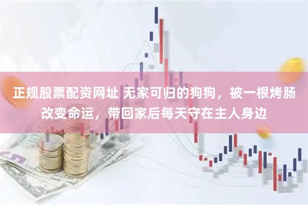 正规股票配资网址 无家可归的狗狗，被一根烤肠改变命运，带回家后每天守在主人身边
